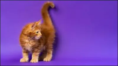 Quand le chat a la queue en lair ça veut dire ''ne me touche pas''.