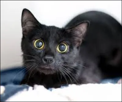 Quand les pupilles du chat sont dilatées ça veut dire quil fait jour.