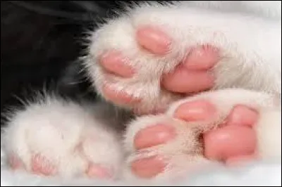 Les petits trucs rose sur la photo ce sont des�