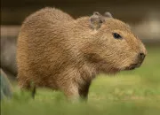 Test Ta vie d'idole de K-pop, test 6 : ton nom coren