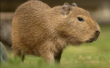 Quiz Test de personnalit