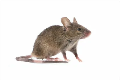 Que préfères-tu manger ?