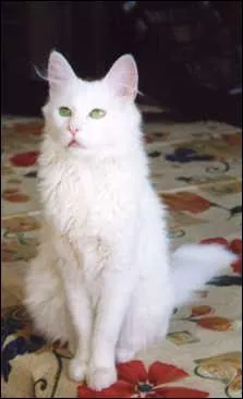 Comment se nomme cette race ?