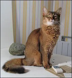 Comment se nomme cette race ?