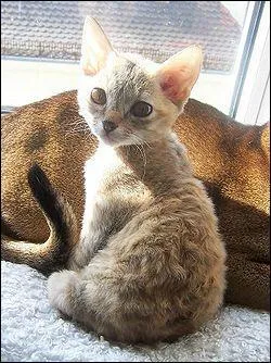 Comment se nomme cette race ?