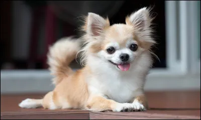 Pour commencer : quelle est cette race de chien ?