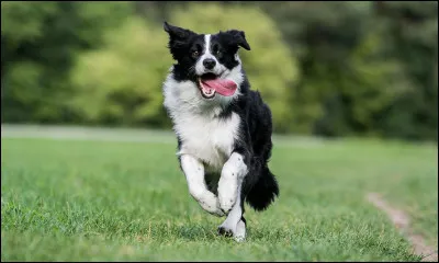 Et ce chien, c'est...