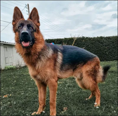 Et quelle est cette race de chien ?