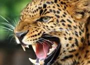 Quiz Les premiers fauves : le megantereon et le smilodon !