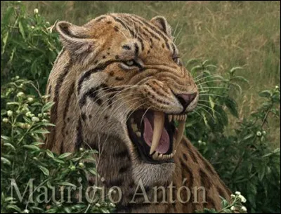 À quel animal le smilodon s'attaquait-il le plus souvent ?