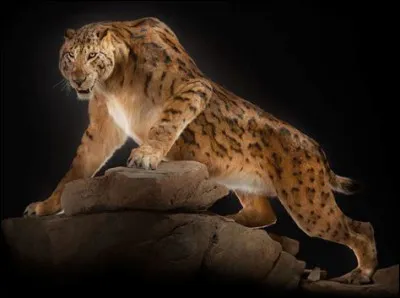 Le smilodon est...