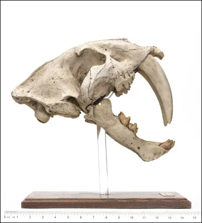 Vrai ou faux ? 
Le smilodon était le plus féroce des mammifères.