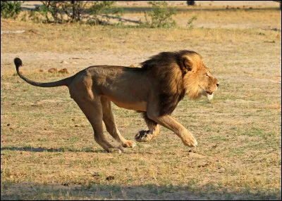 Quel est le surnom du lion ?