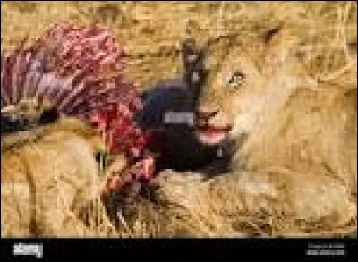 Il n'aime pas qu'on le d&eacute;range pendant son repas.