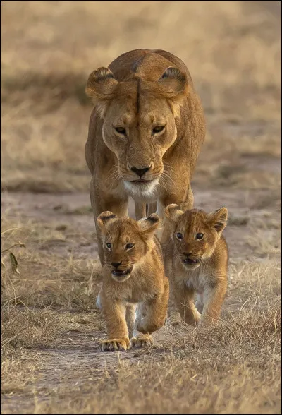 Les lionceaux chassent au bout de deux ans.
