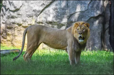 Vrai ou faux ?
En tuant des gazelles, le lion assure leur survie.