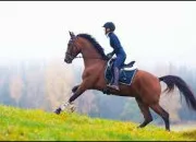 Quiz Les chevaux - Galop 1