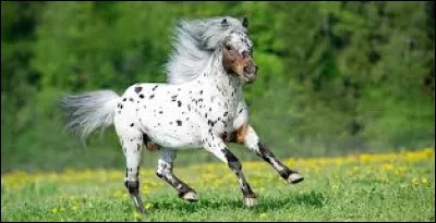 Lappaloosa est-elle une robe ou une race ?