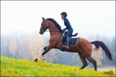 Comment sappelle ce que tient dans ses mains le cavalier ?