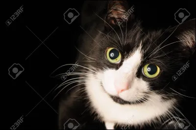 Scénarios ! Tu t'appelles Jolie Tige de Lys, tu vis dans la Tribu de L'Eau Vive, et tu as 2 chatons. Comment appelles-tu le premier ? (Voir l'image)