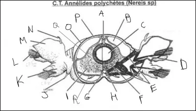 Compl&eacute;tez le sch&eacute;ma suivant de N jusqu'&agrave; R.