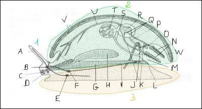 Compl&eacute;ter le sch&eacute;ma suivant : &agrave; quoi correspondent les lettres A, B, C, D, E, F, G, H, I, M, V, W et les chiffres 1, 2 et 3 ?