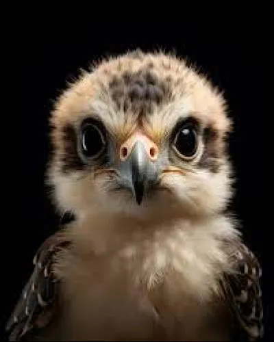 Comment appelle-t-on le petit du faucon ?