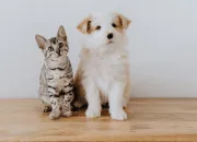 Test Es-tu plus chat ou chien ?