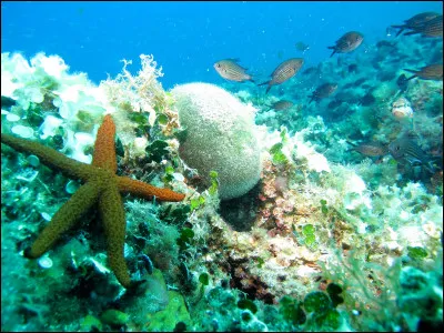 Quelle est la mer la plus profonde au monde ?