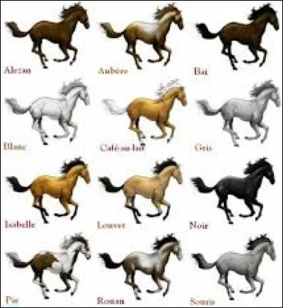 Si tu étais un cheval, quelle robe voudrais-tu avoir ?