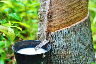 De quel arbre extrait-on le latex, utilisé pour fabriquer le caoutchouc naturel ?
