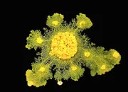 Quiz Connais-tu bien les blobs ?