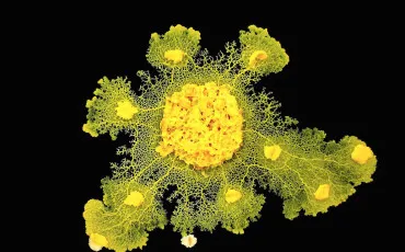 Quiz Animaux bizarres