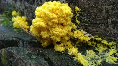 Combien d'espèces différentes sont connues ?