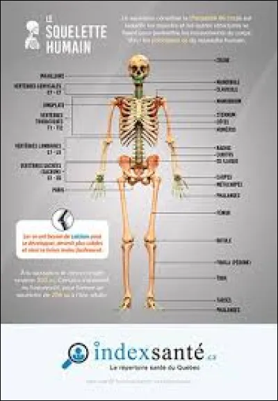 Quel est l'os le plus long du corps humain ?