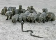 Quiz 13 mots commenant par A comme Agressif ou D comme dangereux