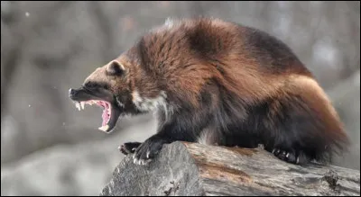 Chanson du groupe Genesis !