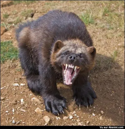 Ecrivaine américaine, autrice de cette suite de romans (une véritable saga), intitulée "Les Enfants de la Terre" !