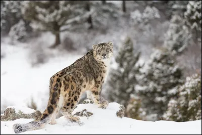 Quel est l'autre nom de la panthère des neiges ?