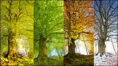 Quelle saison te correspond le plus, sans que tu saches vraiment pourquoi ?