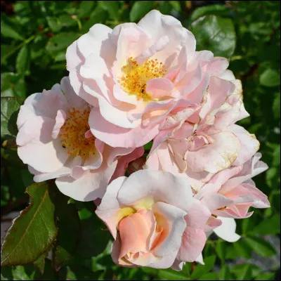 Quelle petite chose du quotidien te met immédiatement de bonne humeur ?