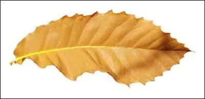 De quel arbre est issue cette feuille tombée à l'automne ?
