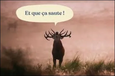 Cest la saison des amours pour un animal qui brame. Lequel ?