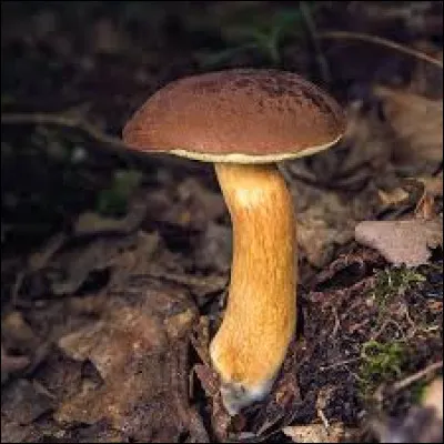 De quelle variété est ce cèpe ?