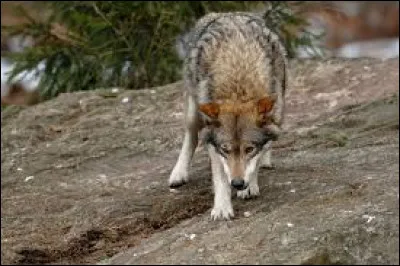 Léchec pour toi, cest