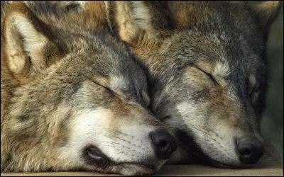 Le loup en toi, est-ce qu'il dort encore ou est-ce qu'il chasse déjà ?