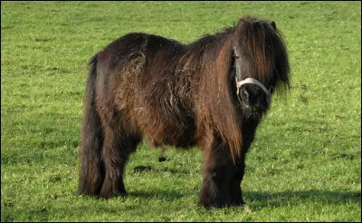 Continuons avec du rap cette fois-ci. Qui est l'interprète du titre "Poney" ?