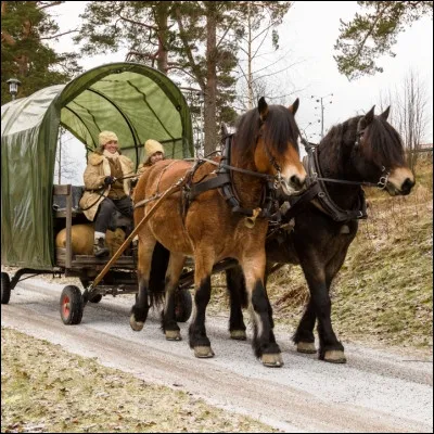 Laquelle de ces races chevalines française, très présente dans les élevages américains, est une race de trait ?