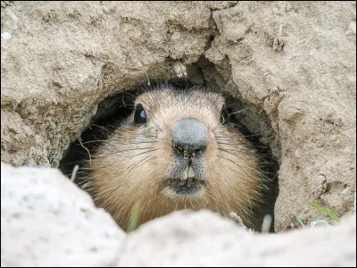 Combien de temps hiberne la marmotte chaque année ?