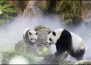 Quiz Culture gnrale en mode 'panda'